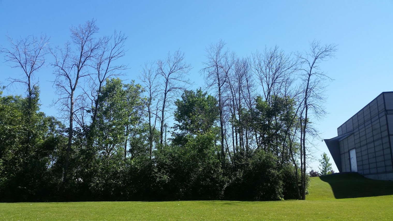 Photo de dégâts sur des arbres causés par des insectes dans un boisé.