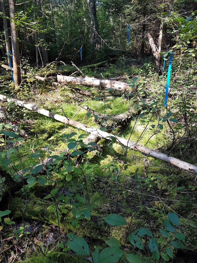 Photo of ribbons tied to trees to delineate the outline of a wetland.